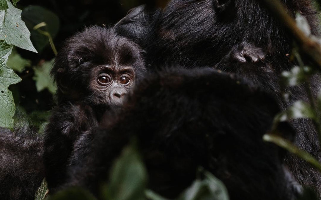 Rwanda Safaris
