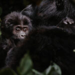 Rwanda Safaris