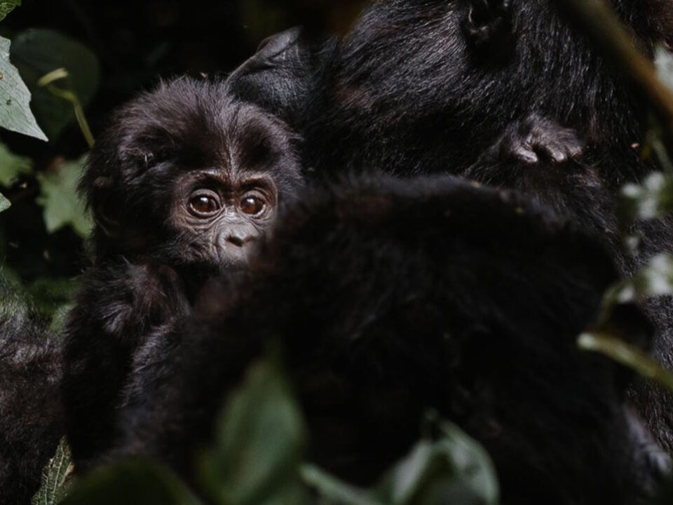 Book Gorilla Permits Uganda