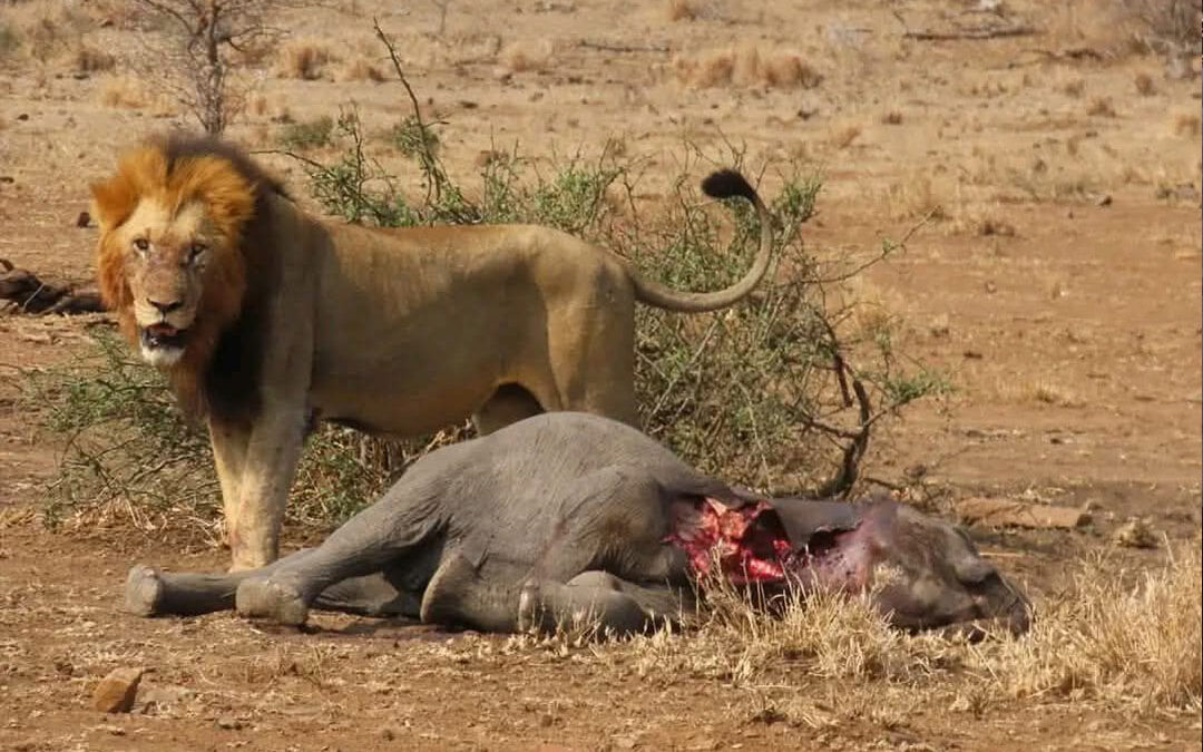 Budget Safari Planning in Kenya