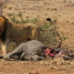 Budget Safari Planning in Kenya