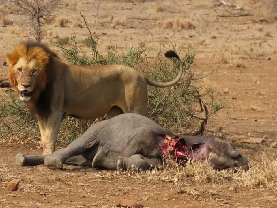 Budget Safari Planning in Kenya