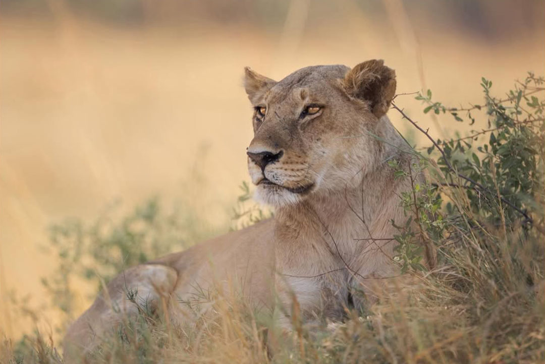 Great Wildebeest Migration Safari