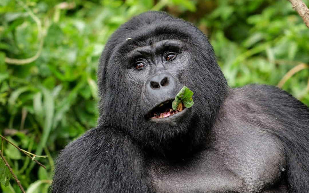 Luxury Gorilla Trekking Bwindi