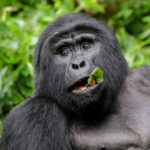 Luxury Gorilla Trekking Bwindi
