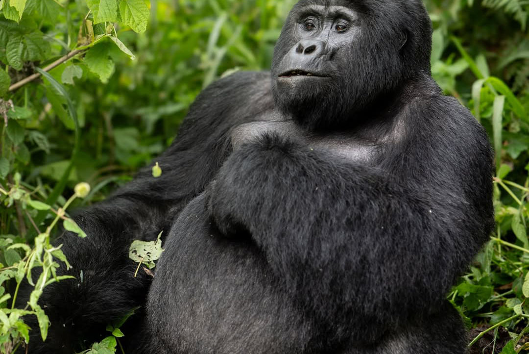 Luxury Gorilla Trekking Bwindi