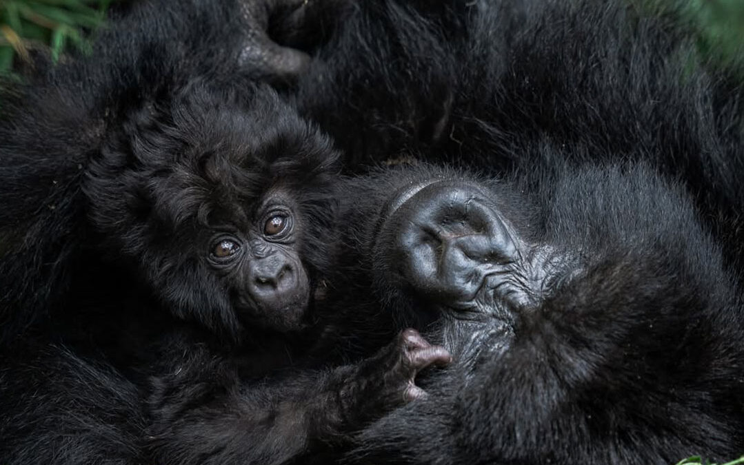 Botswana Safari and Gorilla Trekking