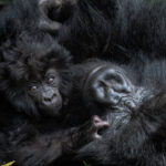 Botswana Safari and Gorilla Trekking