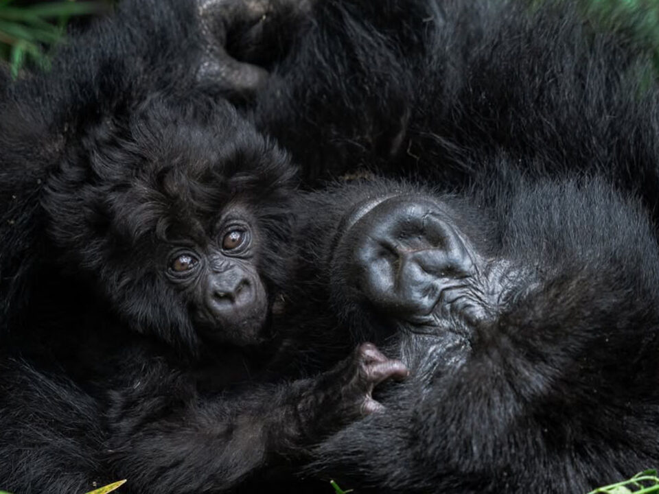 Botswana Safari and Gorilla Trekking