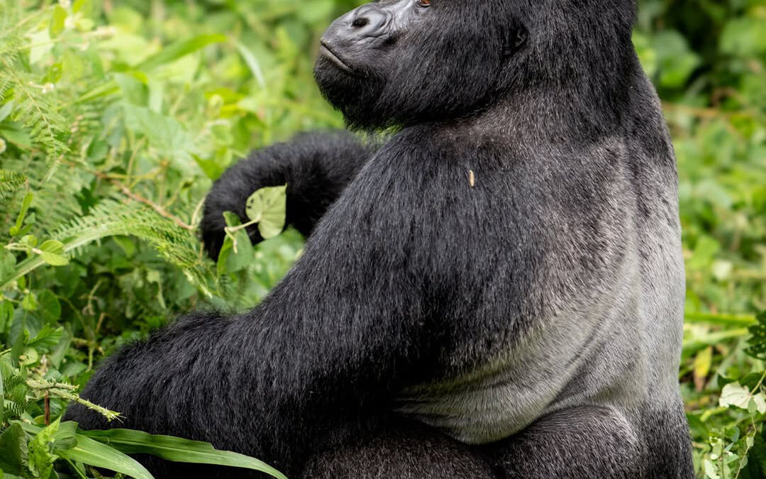 Gorilla Trekking Bwindi