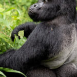Gorilla Trekking Bwindi