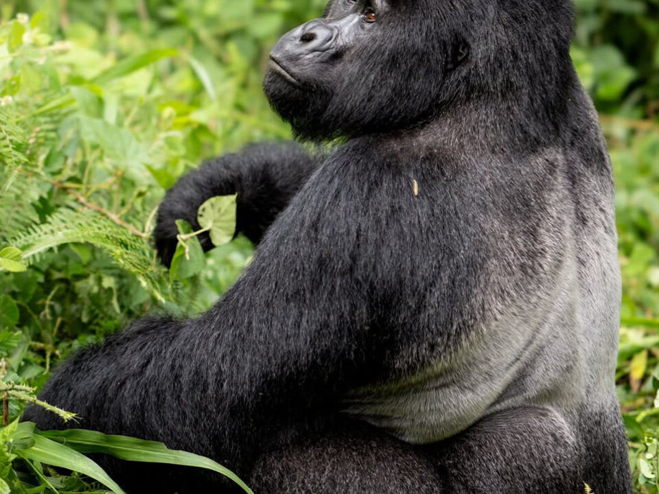 Gorilla Trekking Bwindi