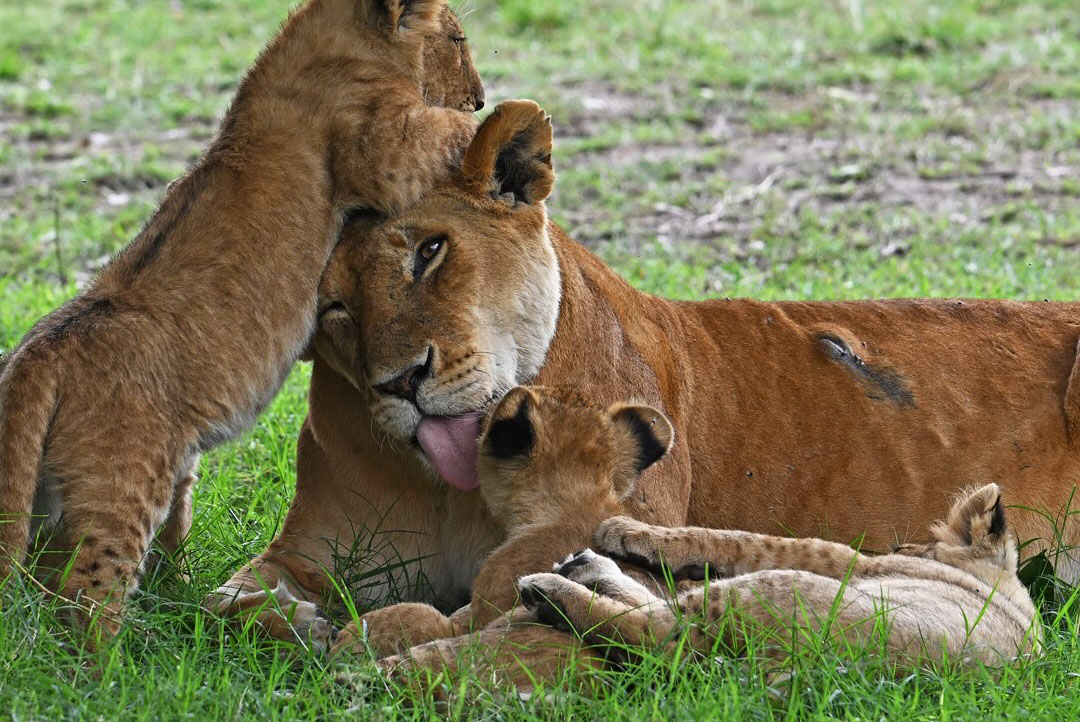 Budget Safari Planning in Kenya