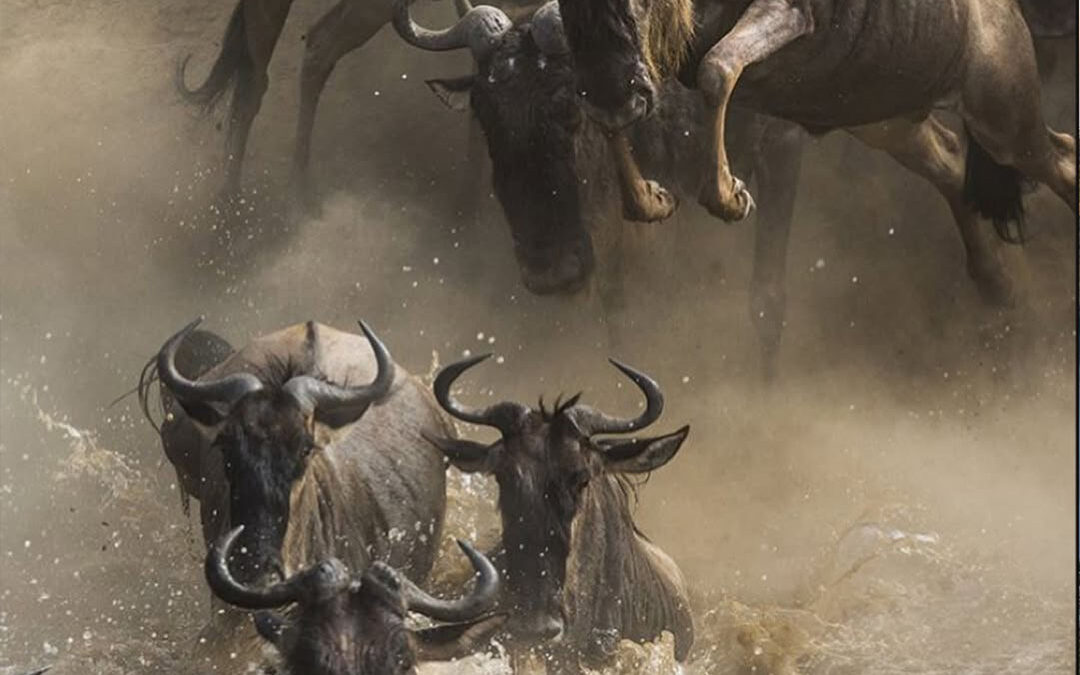 Great Wildebeest Migration Safari