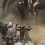 Great Wildebeest Migration Safari