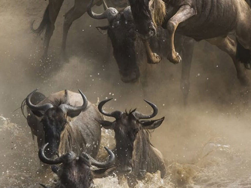 Great Wildebeest Migration Safari