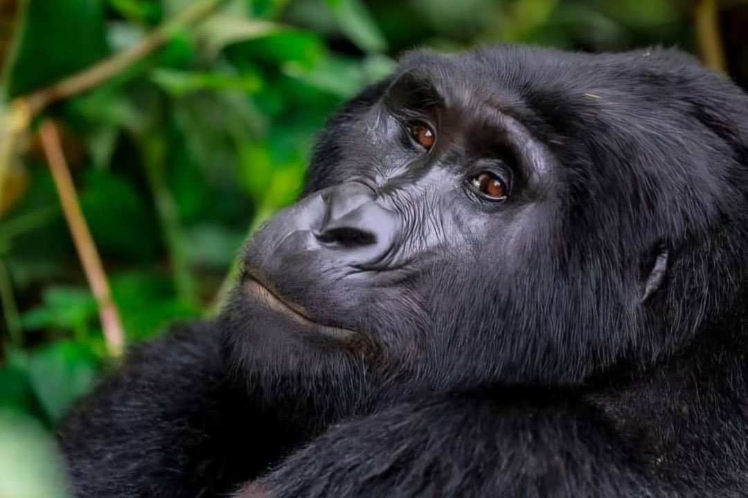 Uganda vs Rwanda Gorilla Trekking