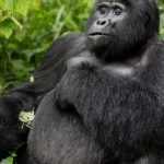 Uganda safari cost comparison