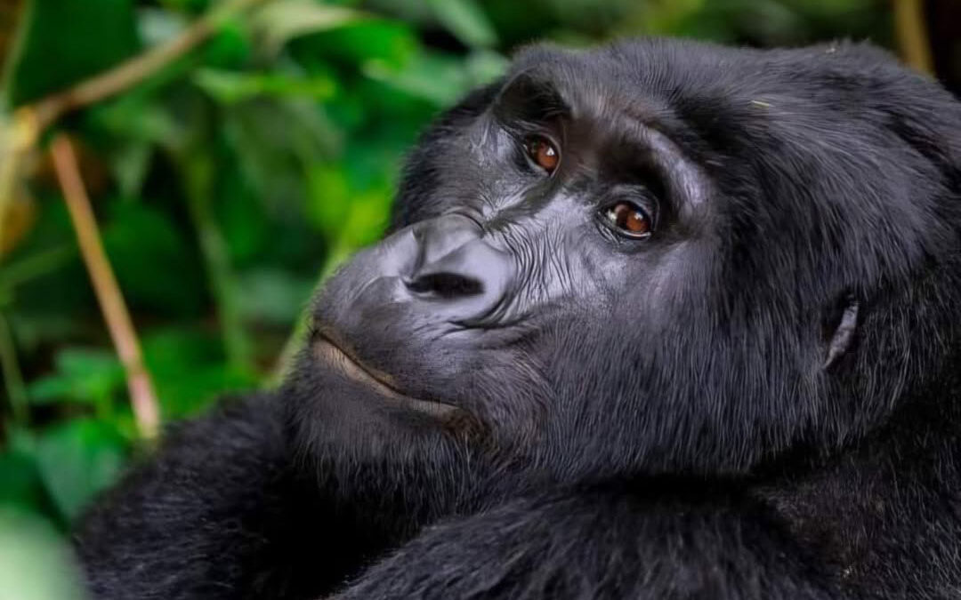 13 Days Uganda Classic Safari