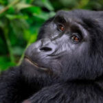 13 Days Uganda Classic Safari