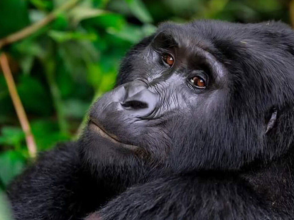 13 Days Uganda Classic Safari