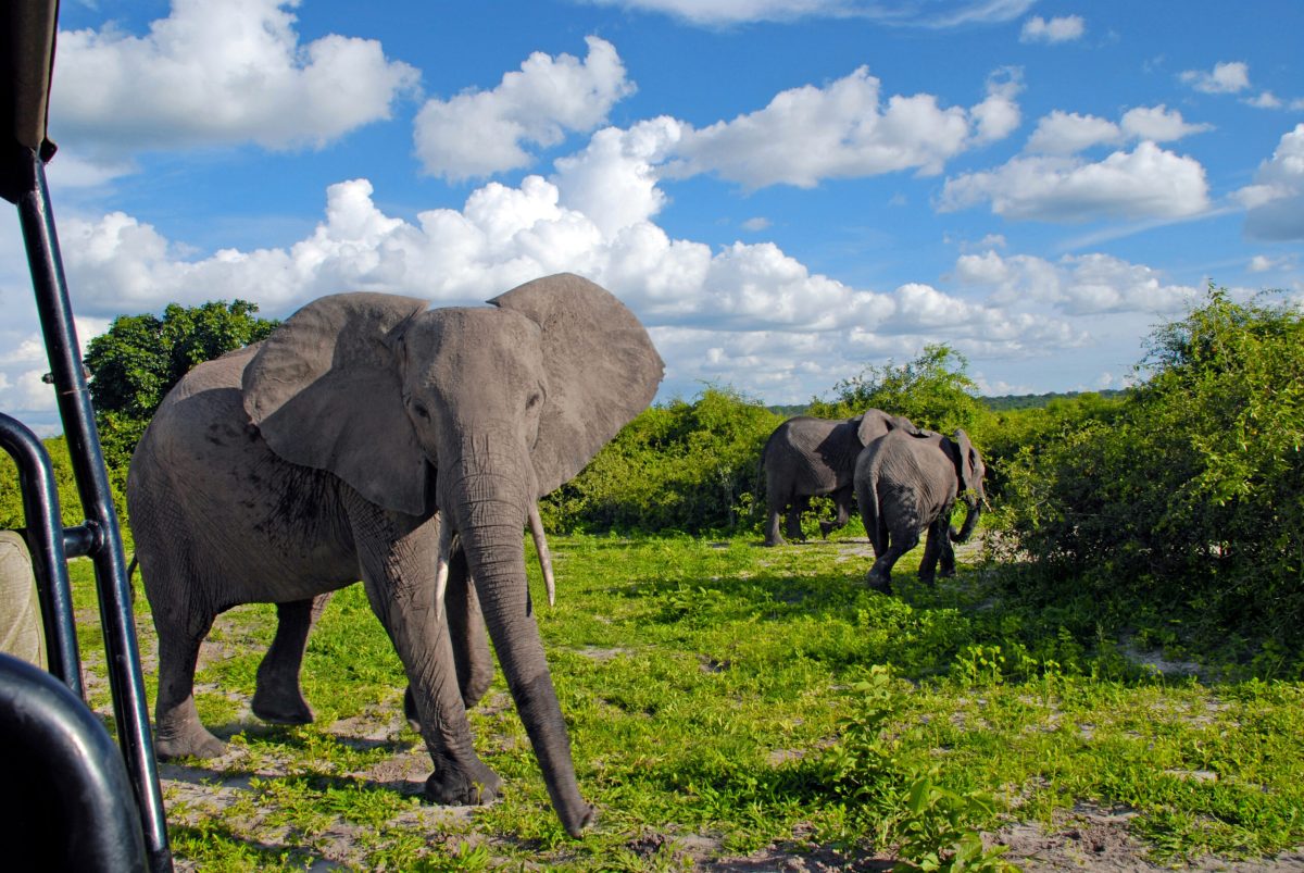 Uganda Safari from Ireland