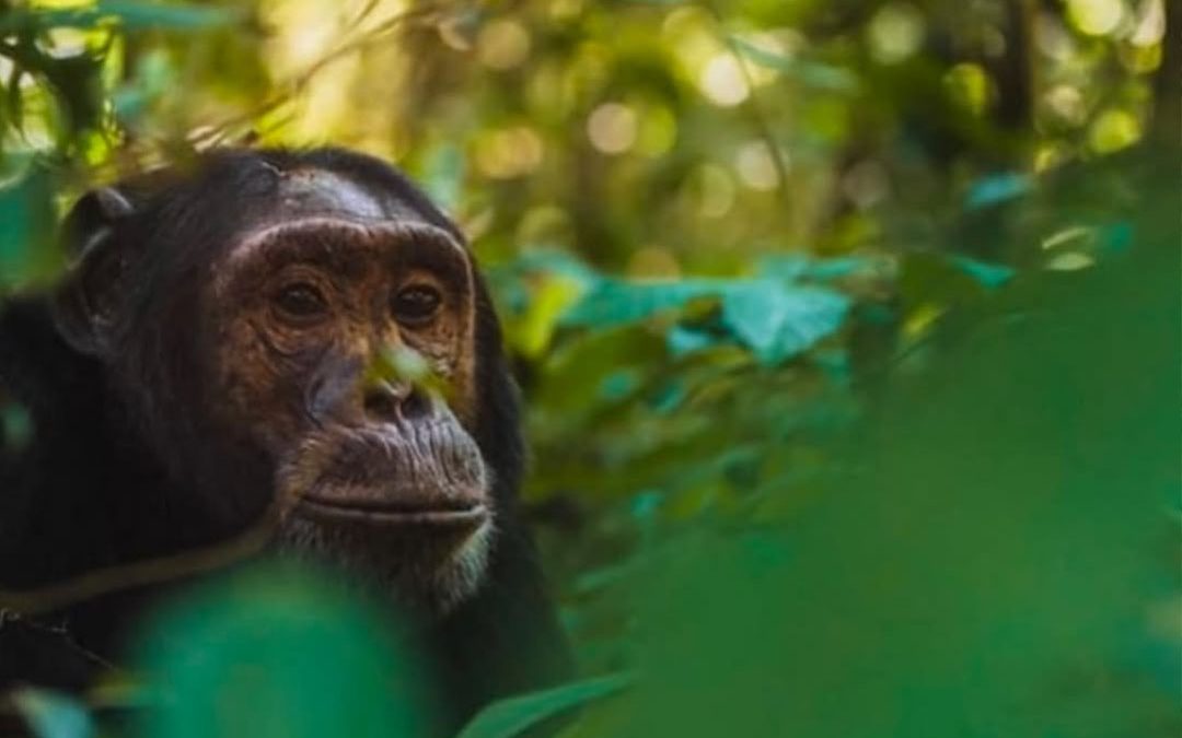 Uganda Guided Game Drives