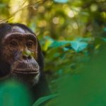 Uganda Guided Game Drives