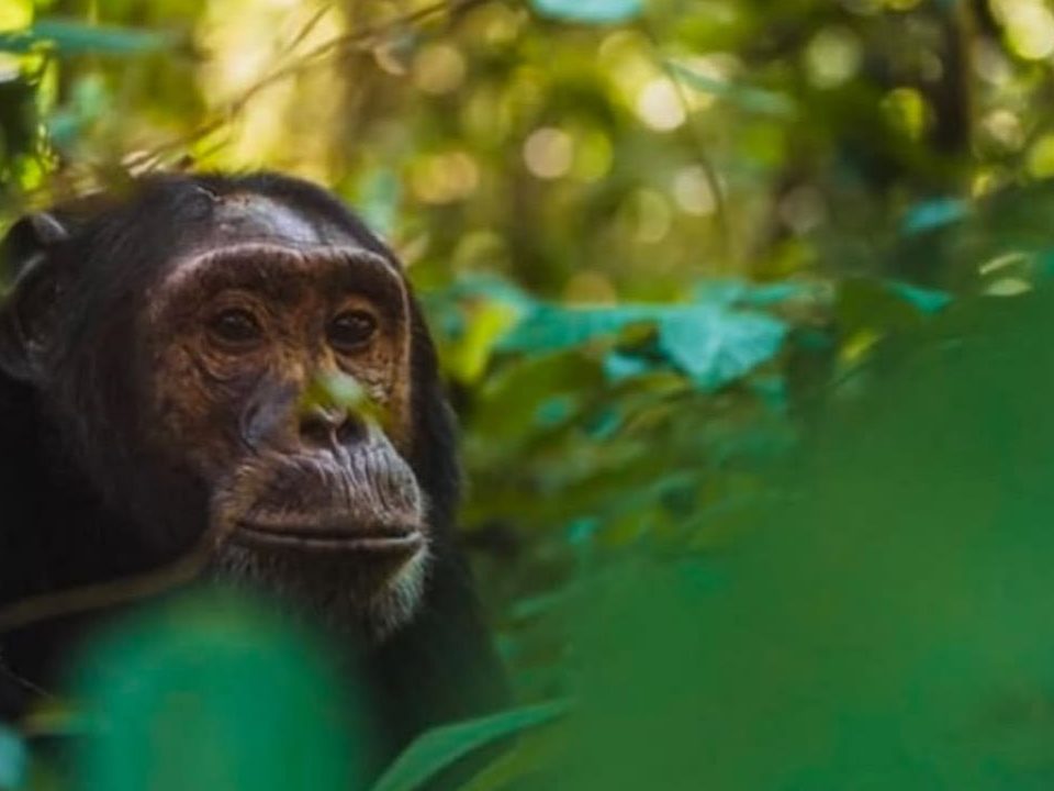Uganda Guided Game Drives
