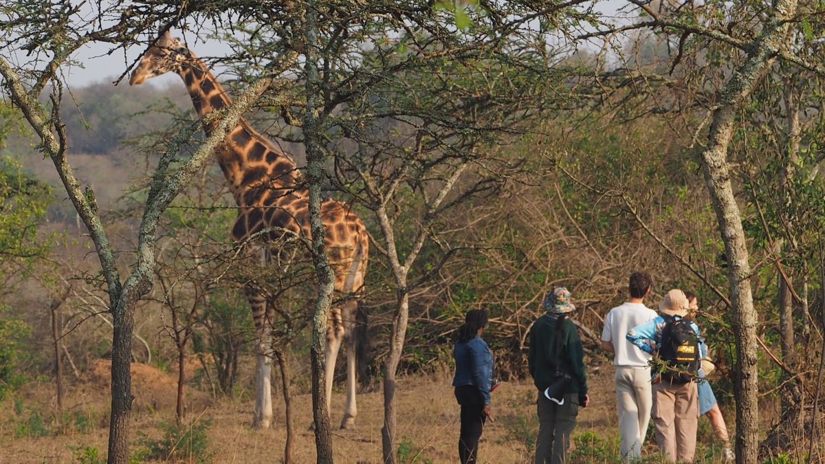 Uganda Safari from Ireland