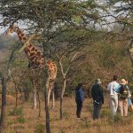 Uganda Safari from Ireland