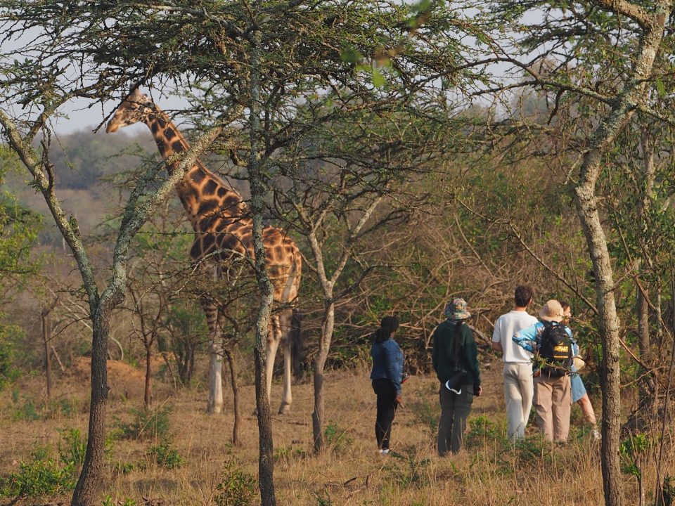 Uganda Safari from Ireland