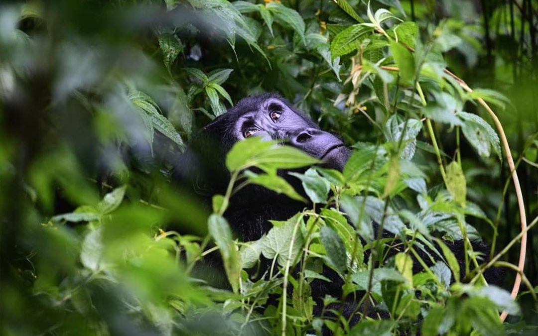 gorilla trekking permits Uganda