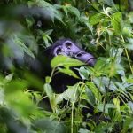 gorilla trekking permits Uganda