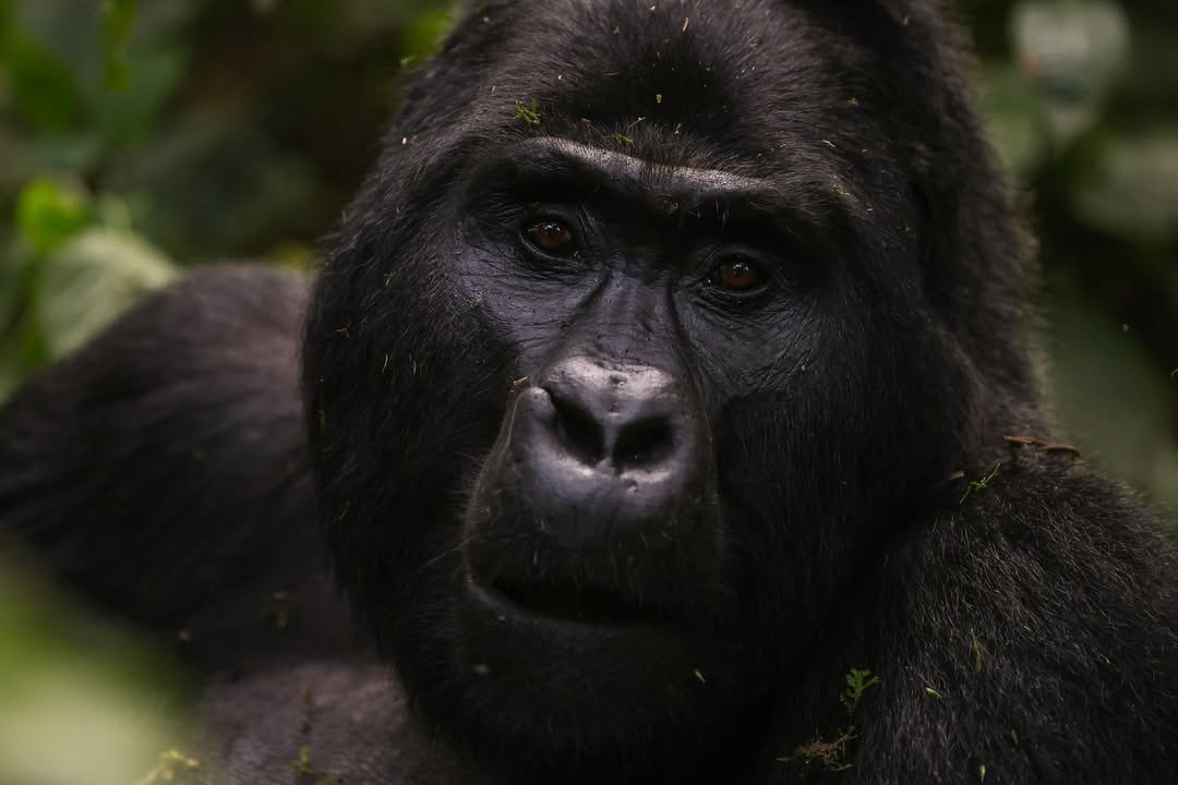 Uganda Gorilla Trekking Permits