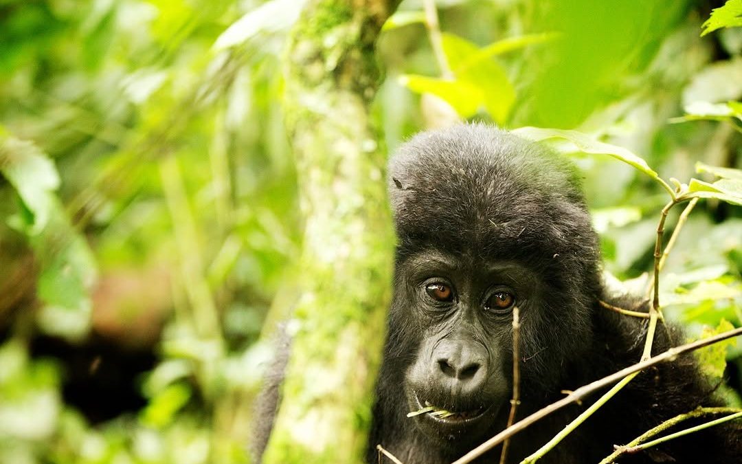 8 Days Uganda Safari with Qash Safaris