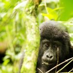 8 Days Uganda Safari with Qash Safaris