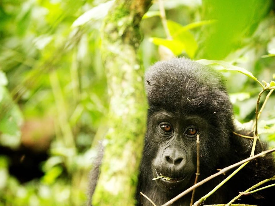 8 Days Uganda Safari with Qash Safaris