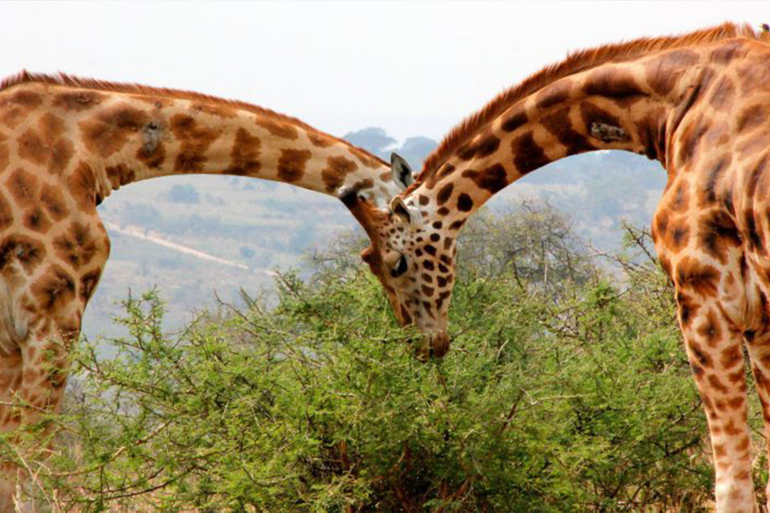 3 days Murchison Falls And Ziwa Rhino