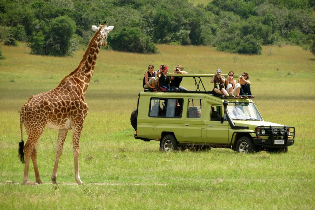 Self Drive vs Guided Safari Uganda
