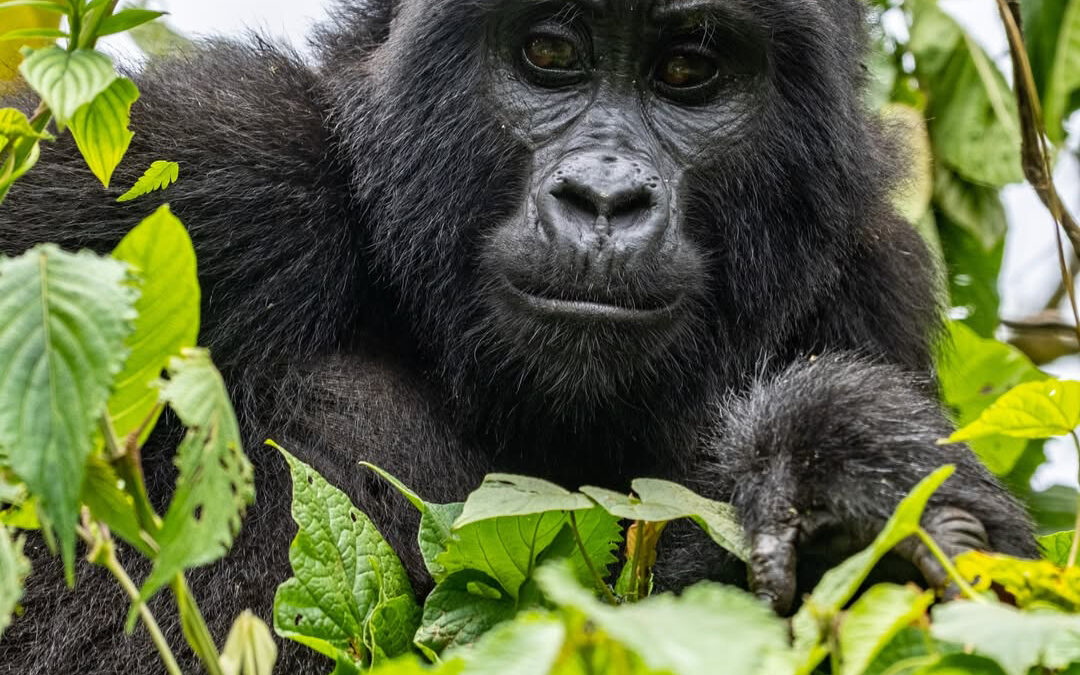 Bwindi Gorilla trek Via Rwanda