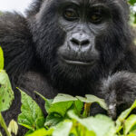 Bwindi Gorilla trek Via Rwanda