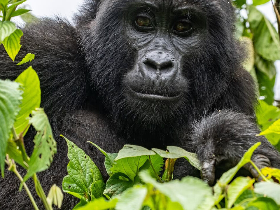 Bwindi Gorilla trek Via Rwanda