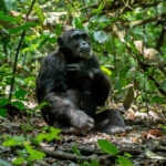 5 Days Gorilla trekking & Chimpanzee