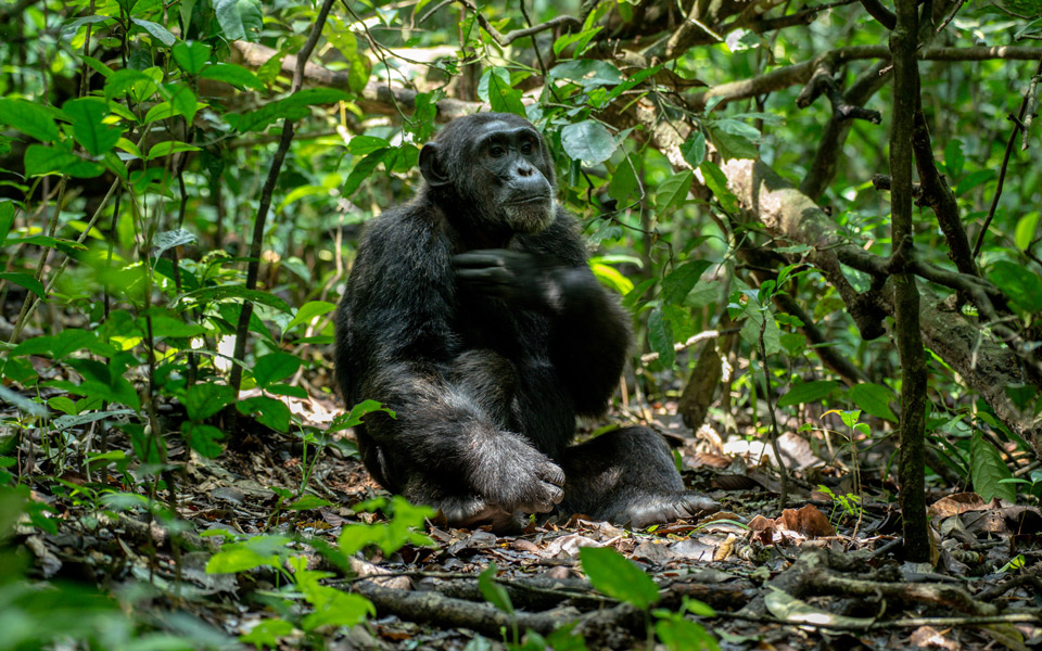 5 Days Gorilla trekking & Chimpanzee