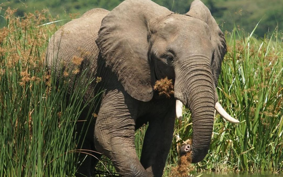 Murchison Falls Safari Guide