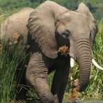 Murchison Falls Safari Guide