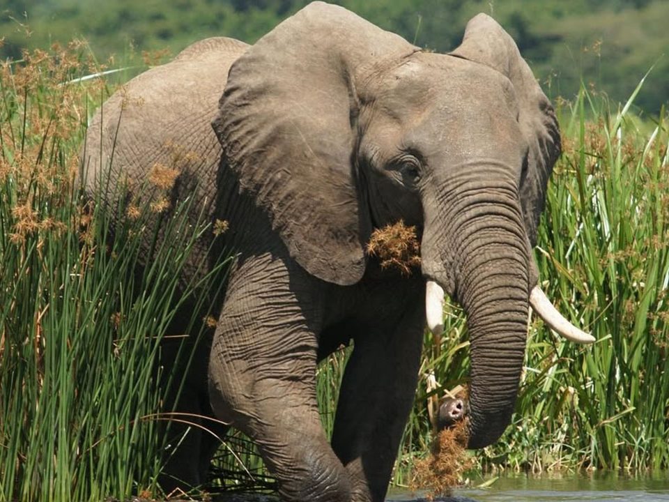 Murchison Falls Safari Guide