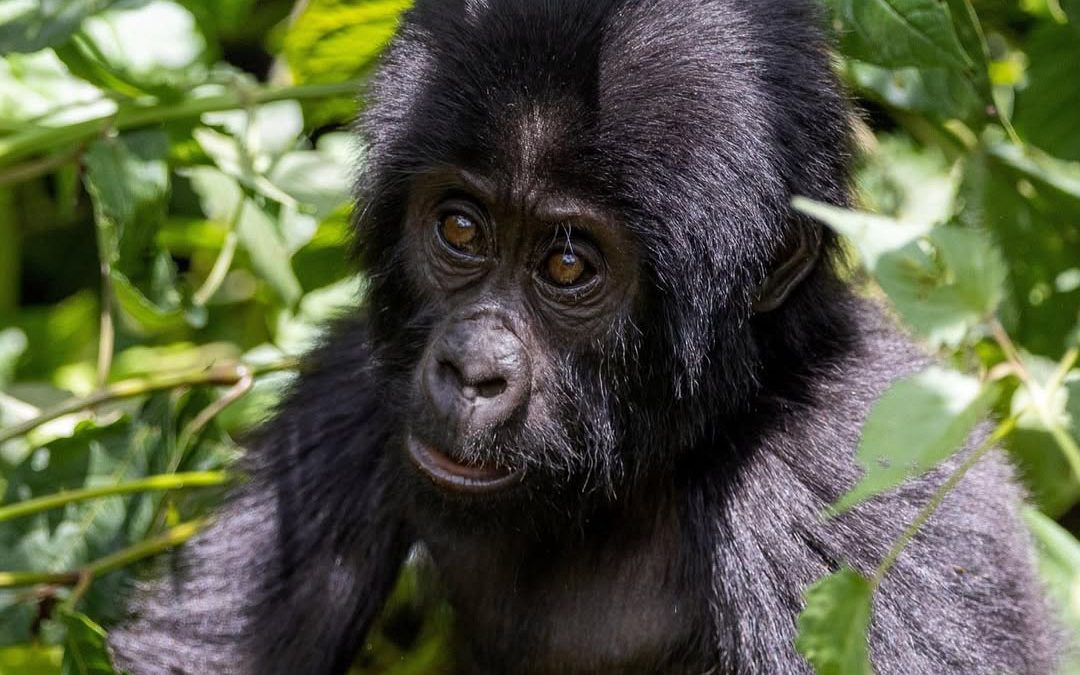 Uganda vs Rwanda Gorilla Trekking