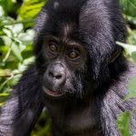 Uganda vs Rwanda Gorilla Trekking